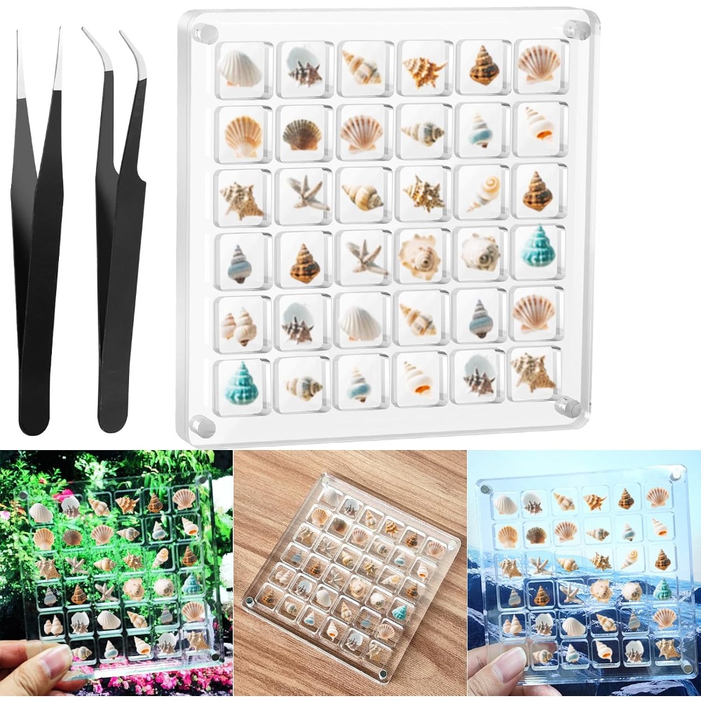 Clear Acrylic Magnetic Seashel – обзор и цена Display Case Acrylic
